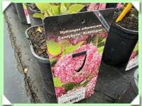 Hortenzie stromečkovitá růžová