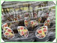 fíkovník zakrslý - MRAZUVZDORNÝ