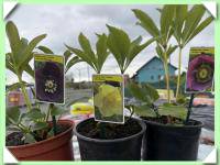 Čemeřice /trvalka - 3 barvy/