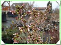 Sakura zakrslá (kliknout pro zvětšení) Sakura zakrslá