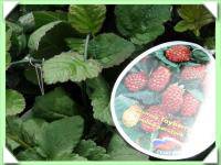 malinoostružina - tayberry (kliknout pro zvětšení) malinoostružina - tayberry