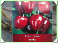 třešeň kordia / podnož colt / (kliknout pro zvětšení) třešeň kordia / podnož colt /