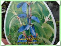borůvka kamčatská / zimolez / - PRŮHONICKÝ LETNÍ (kliknout pro zvětšení) borůvka kamčatská / zimolez / - PRŮHONICKÝ LETNÍ